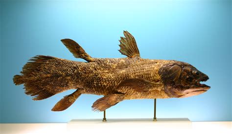  コクシ(Coelacanth)って、太古の魚？それとも未来から来た生き物！？