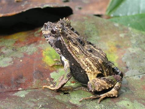  ウシガエル！貝殻の中に隠れている意外な生態を持つ二枚貝