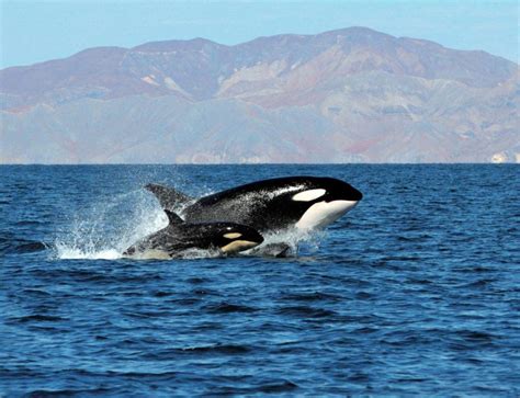  フサクラゲ：水中の華麗なる舞踊家であり、繊細な捕食者の頂点に立つ生き物！